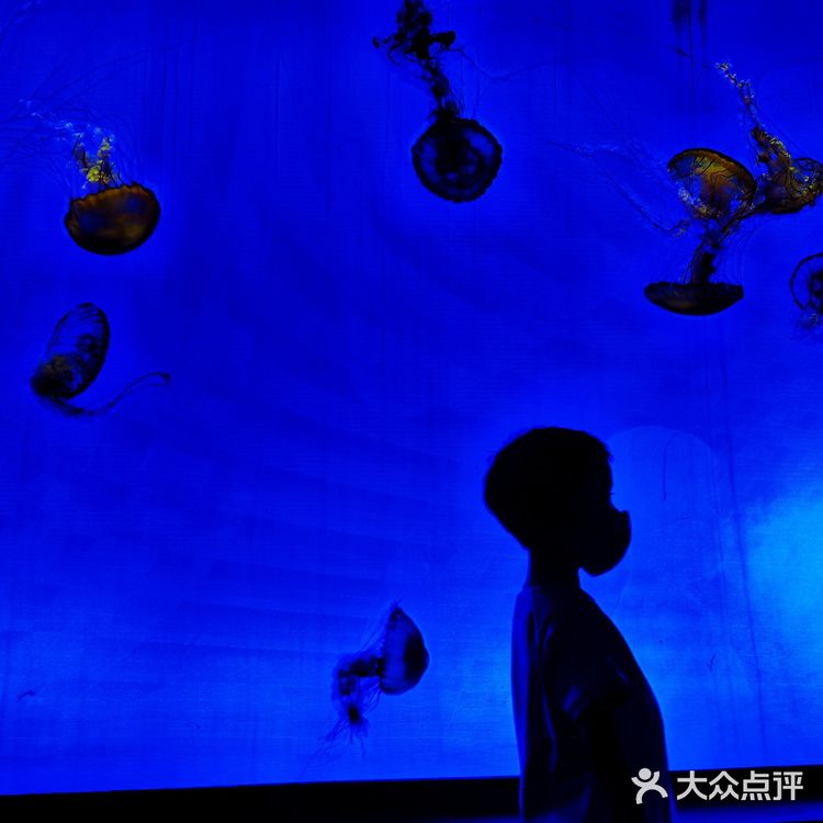 魔都探店：午后的上海海洋水族馆很好逛