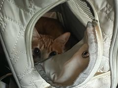 -四月宠物医院·猫专科·心脏专科·内科(转塘店)