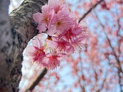 -顾村公园