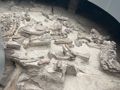 -自贡恐龙博物馆