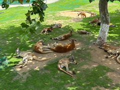 -西霞口神雕山野生动物世界