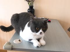 -猫音日语留学培训