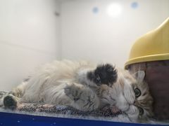 -1013 PET SHOP 宠物商店(近铁城市广场店)