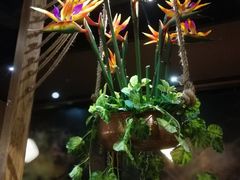 -云海肴·汽锅鸡·云南菜(天津国金汇店)