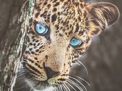 -罗红摄影艺术馆