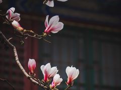 -潭柘寺景区