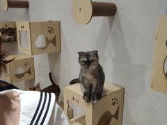 -猫色咖啡·猫咖