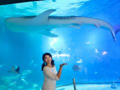 -烟台海昌鲸鲨海洋公园