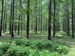 -黄海国家森林公园