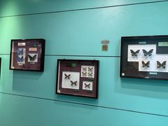 -上海昆虫博物馆