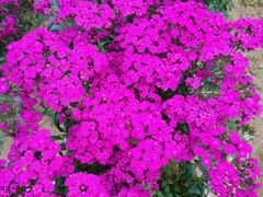android_upload_pic-松山湖梦幻百花洲