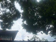 -西安大兴善寺
