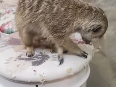 -Honey Bacca 哈尼芭卡高端萌宠(朝阳大悦城店)