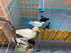 -Moni星球萌宠·小马宝莉·灵蛇·高端高阶全萌宠互动体验俱乐部(红豆国际广场店)