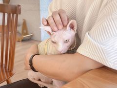 -有猫主题·治愈系猫咖(曾厝垵店)