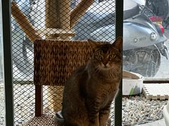 -喵屿·大理花园猫咖