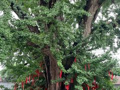 -康陵正德春饼宴26号
