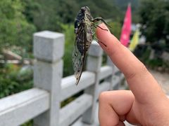 -大岭沟猕猴桃谷风景区