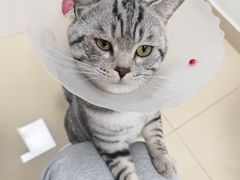 -中农国际动物医院24小时·猫科·骨科·急重症中心