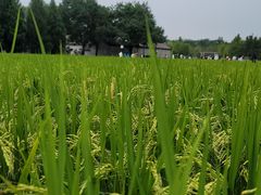 -北坞公园