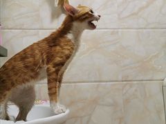 -瑞派旺宝宠物医院·犬猫全科综合·尿道专科(莲兴院)