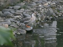 -八大山人梅湖景区