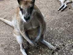 -费瑟代尔野生动物园