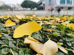 -四川大学(望江校区)