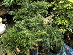 -龙大花卉苗木市场