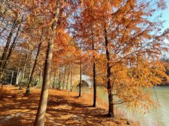 -上海海湾国家森林公园