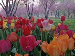 -石家庄市植物园