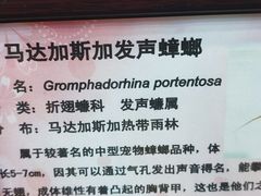 -上海大自然野生昆虫馆(东方明珠·爬宠昆虫探索中心)