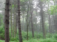 -五营红松林海景区