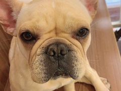 -柯斗斗主题餐厅·狗咖·围炉煮茶·茶饮(国瑞升平里店)