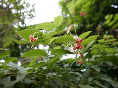 -呀路古热带植物园