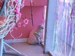 -藏猫猫咖啡主题馆(中央大道店)