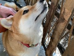 -柴犬高等学院·狗咖·柴犬售卖·宠物训练