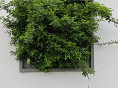 -杭州植物园