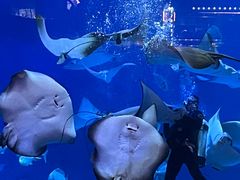 -烟台海昌鲸鲨海洋公园