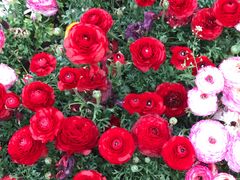 -春兰国宾馆(凤城河风景区老街店)