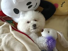 -瑞鹏宠物医院·骨科·猫科·内科(第一中心)