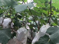 -马陆小张葡萄园农家乐