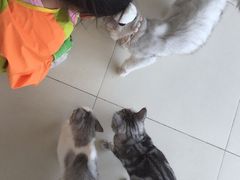 -怪兽屋·羊驼·猫咖·狗咖(俊华广场店)