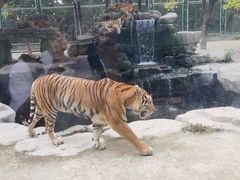 -上海野生动物园
