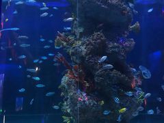 -芜湖新华联大白鲸海洋公园