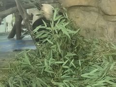 -成都动物园