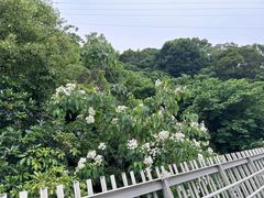 -梅峰山地公园