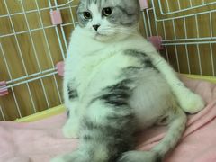-瑞鹏宠物医院·夜间急症·心超·猫科(祖庙分店)