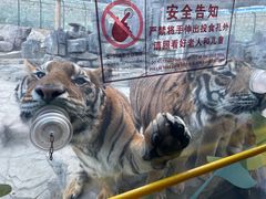 -栾川竹海野生动物园