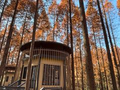 -黄海国家森林公园